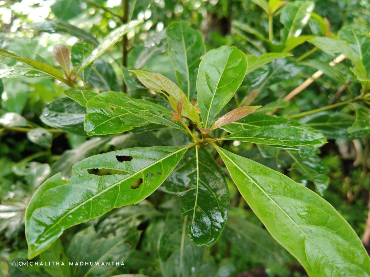 Terminalia bellirica (Gaertn.) Roxb.